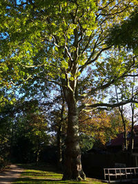 Trees against sky