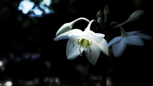 Close-up of flowers blooming on tree