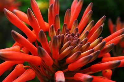 Close-up of red flower