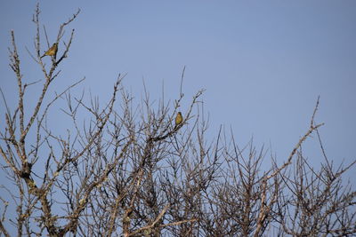 Low angle view of bare tree against clear sky