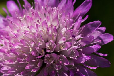 Close-up of pink flowers