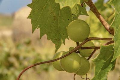 Close-up of fruit growing on tree