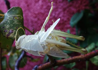 Close-up of insect on plant