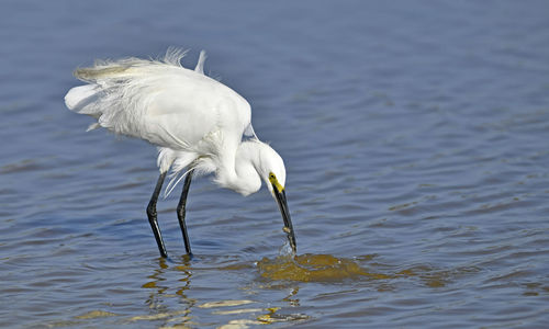 Close up snowy egret