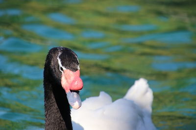 Black necked swan swimming on blue reflecting water. 