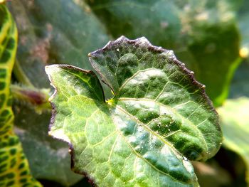 Close-up of wet plant leaves
