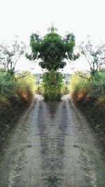 Scenic view of trees against clear sky