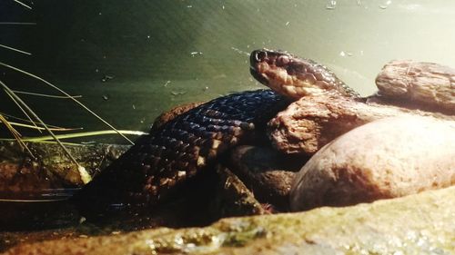 Close-up of turtle in water