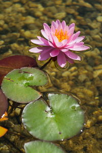 Close-up of lotus water lily in lake