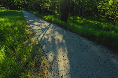 Road amidst trees on field