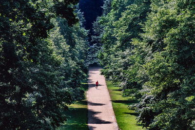 Footpath amidst trees in forest