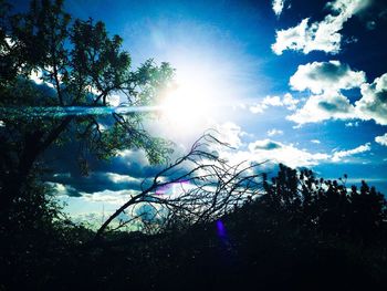 Low angle view of trees against blue sky