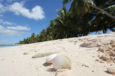 Surface level of shells on beach against sky