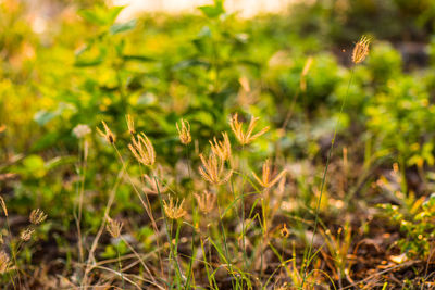 Close-up of flowering plant on field