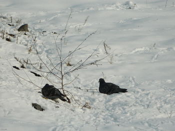 View of birds on snow covered field