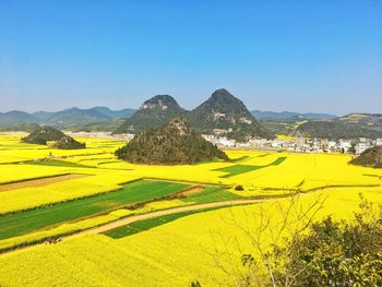 Scenic view of field against clear sky