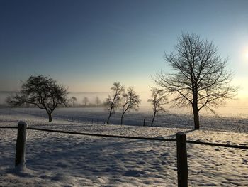 Bare trees on snow covered field against clear sky