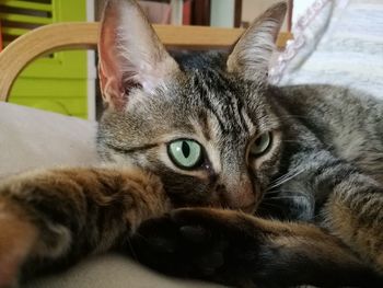 Close-up portrait of a cat resting