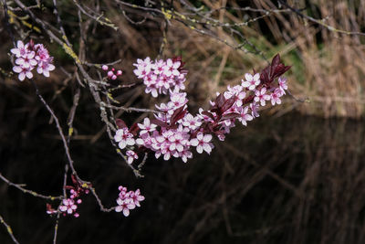 Close-up of pink cherry blossoms in spring