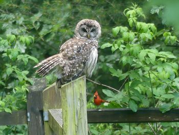 Bird perching on a tree