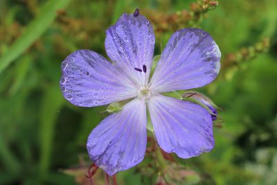 Close-up of purple flowers blooming