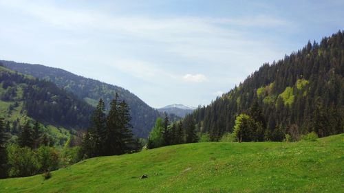 Scenic view of pine trees against sky