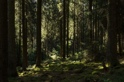 Trees growing in forest