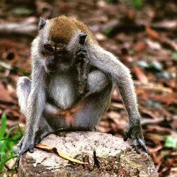 Close-up of monkey sitting outdoors