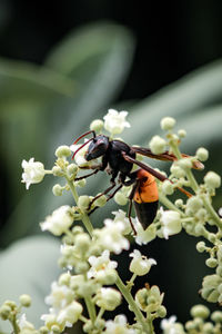 Close-up of insect on flower