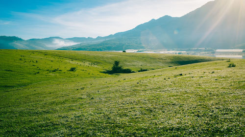 Scenic view of field against sky