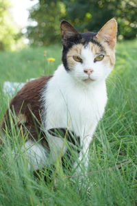 Portrait of cat sitting on grass