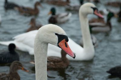 Two swans swimming in water