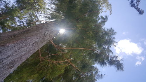 Low angle view of tree against sky