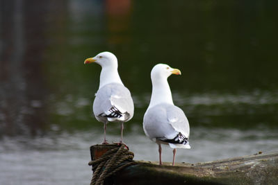 Seagulls perching on a lake