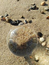 Close-up of seashell on beach