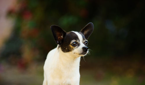 Close-up of contemplative chihuahua dog