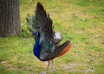 Close-up of peacock on field