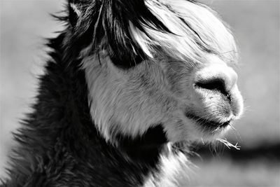 Close-up of a lama