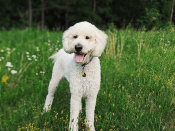 Close-up of a dog on field