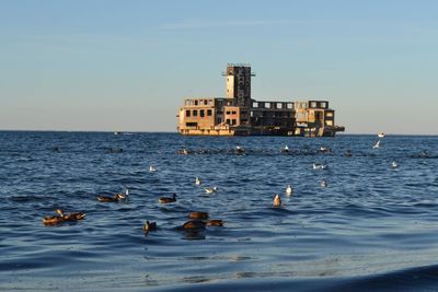 Birds in sea against clear sky
