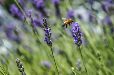 Close-up of bee on lavender