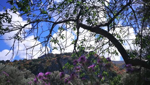 Low angle view of flower trees against sky