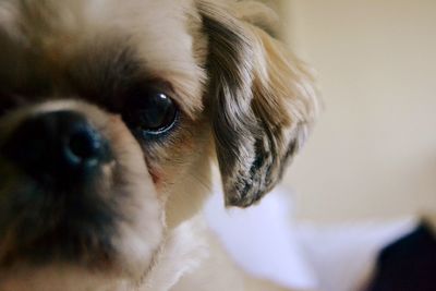 Close-up portrait of dog