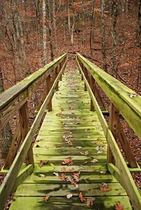 Footbridge in forest during autumn