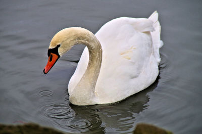 Swan floating on a lake