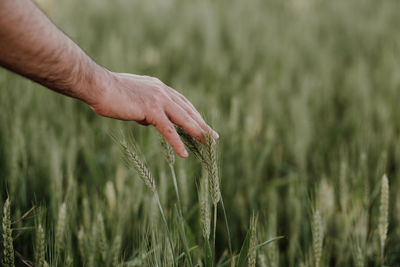 Close-up of hand touching wheat on field