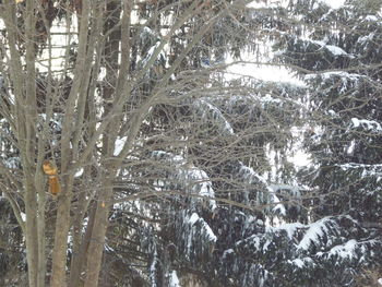 Close-up of frozen trees in forest during winter