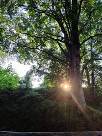 Sun shining through trees