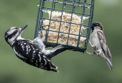 Two on the feeder