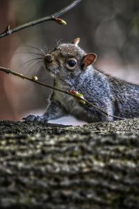 Squirrel close-up of a tree